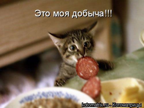 Это моя добыча!!!... Котоматрица: Это моя добыча!!!