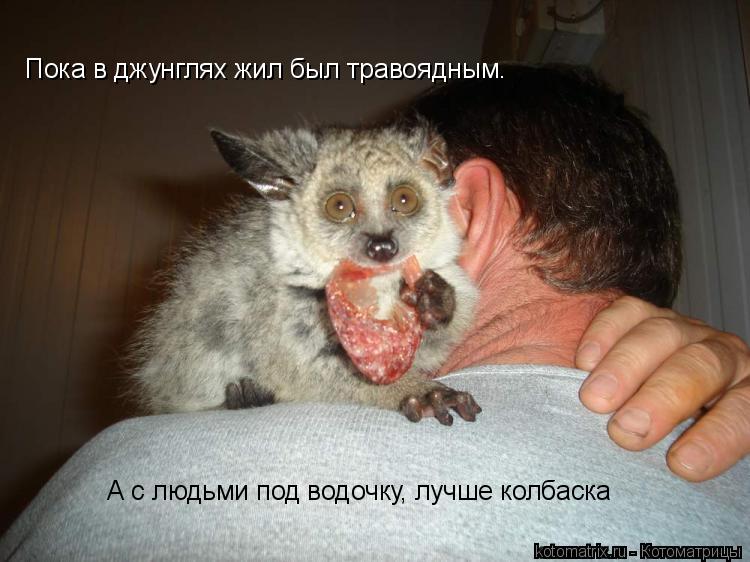 А с людьми под водочку, лучше колбаска Пока в джунглях жил был травоядным.... Котоматрица: А с людьми под водочку, лучше колбаска Пока в джунглях жил был травоядным.
