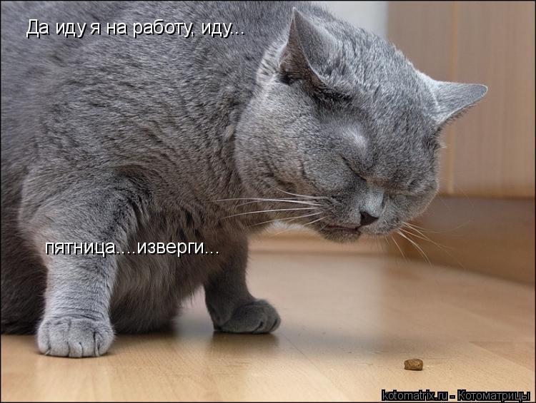 Да иду я на работу, иду... пятница....изверги...... Котоматрица: Да иду я на работу, иду... пятница....изверги...