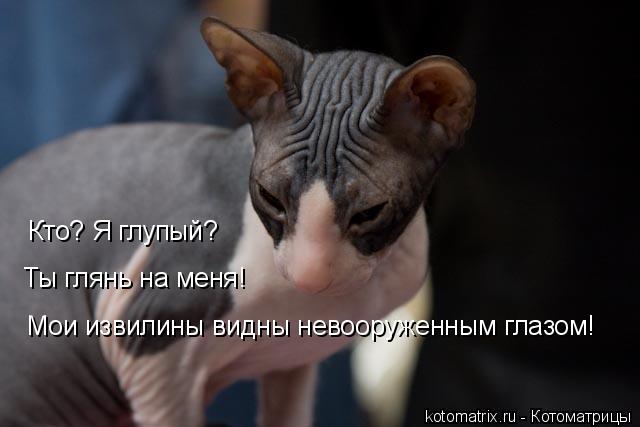 Кто? Я глупый? Ты глянь на меня! Мои извилины видны невооруженным глазом!... Котоматрица: Кто? Я глупый? Ты глянь на меня! Мои извилины видны невооруженным глазом!
