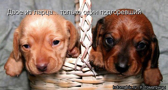 Двое из ларца... только один подгоревший... Котоматрица: Двое из ларца... только один подгоревший