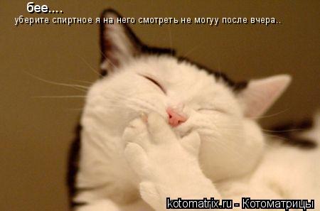 Котоматрица: бее.... уберите спиртное я на него смотреть не могуу после вчера..