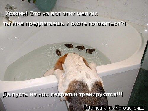 Хозяин! Это на вот этих мелких ты мне предлагаешь к охоте готовиться?! Да пусть на них левретки трени... Котоматрица: Хозяин! Это на вот этих мелких ты мне предлагаешь к охоте готовиться?! Да пусть на них левретки тренируются!!!