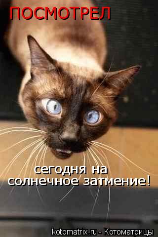 ПОСМОТРЕЛ сегодня на солнечное затмение!... Котоматрица: ПОСМОТРЕЛ сегодня на солнечное затмение!