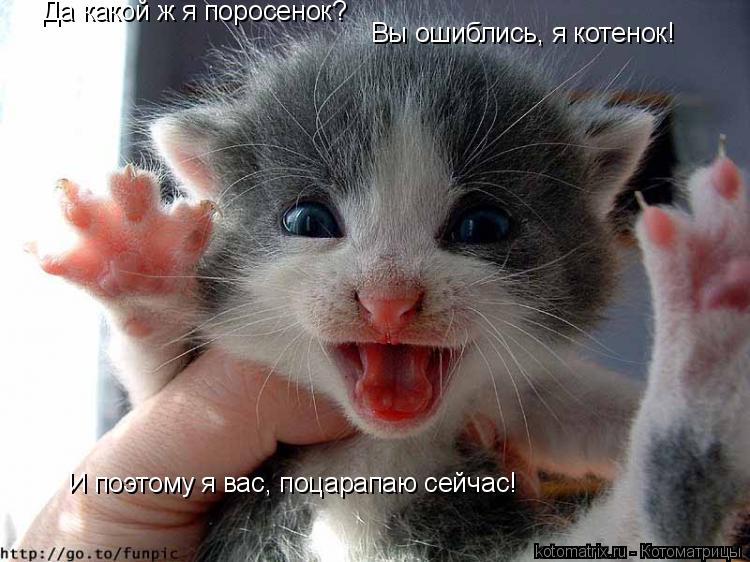 Да какой ж я поросенок? Вы ошиблись, я котенок! И поэтому я вас, поцарапаю сейчас!... Котоматрица: Да какой ж я поросенок? Вы ошиблись, я котенок! И поэтому я вас, поцарапаю сейчас!