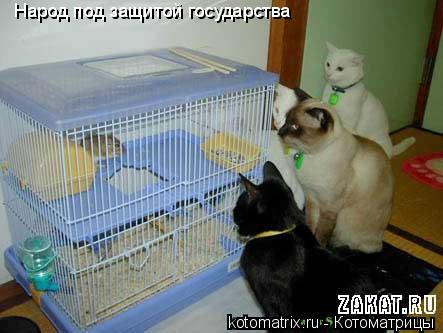 Народ под защитой государства... Котоматрица: Народ под защитой государства