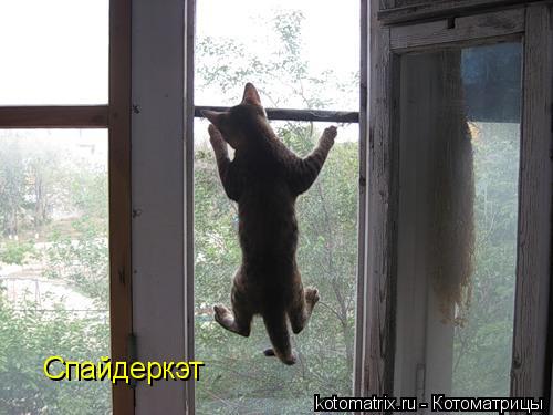 Спайдеркэт... Котоматрица: Спайдеркэт