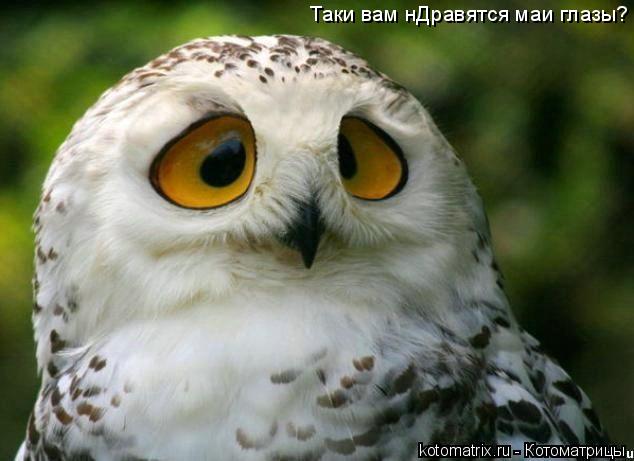 Таки вам нДравятся маи глазы?... Котоматрица: Таки вам нДравятся маи глазы?