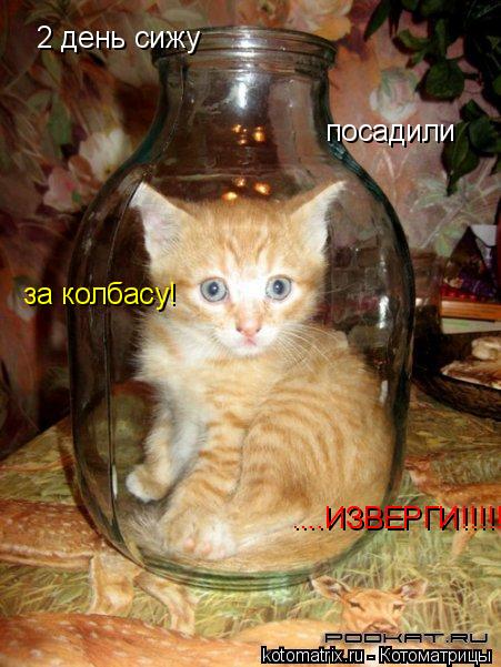 за колбасу! ....ИЗВЕРГИ!!!!! посадили 2 день сижу... Котоматрица: за колбасу! ....ИЗВЕРГИ!!!!! посадили 2 день сижу
