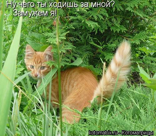 Ну чего ты ходишь за мной? Замужем я!... Котоматрица: Ну чего ты ходишь за мной? Замужем я!