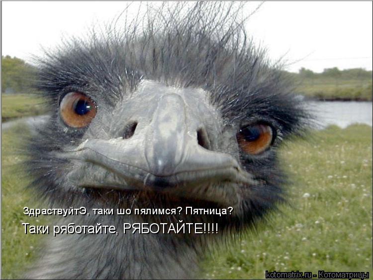 ЗдраствуйтЭ, таки шо пялимся? Пятница? Таки ряботайте, РЯБОТАЙТЕ!!!!... Котоматрица: ЗдраствуйтЭ, таки шо пялимся? Пятница? Таки ряботайте, РЯБОТАЙТЕ!!!!