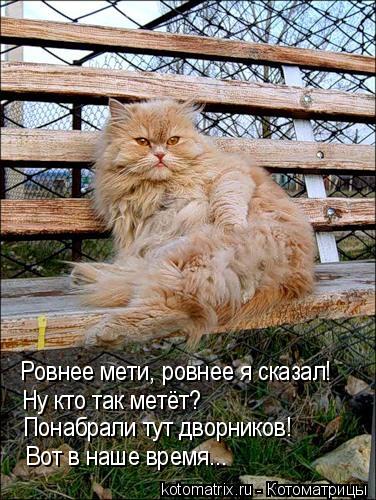 Ровнее мети, ровнее я сказал! Ну кто так метёт? Понабрали тут дворников! Вот в наше время...... Котоматрица: Ровнее мети, ровнее я сказал! Ну кто так метёт? Понабрали тут дворников! Вот в наше время...