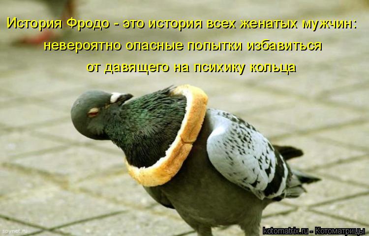 История Фродо - это история всех женатых мужчин: невероятно опасные попытки избавиться от давящего на... Котоматрица: История Фродо - это история всех женатых мужчин: невероятно опасные попытки избавиться от давящего на психику кольца