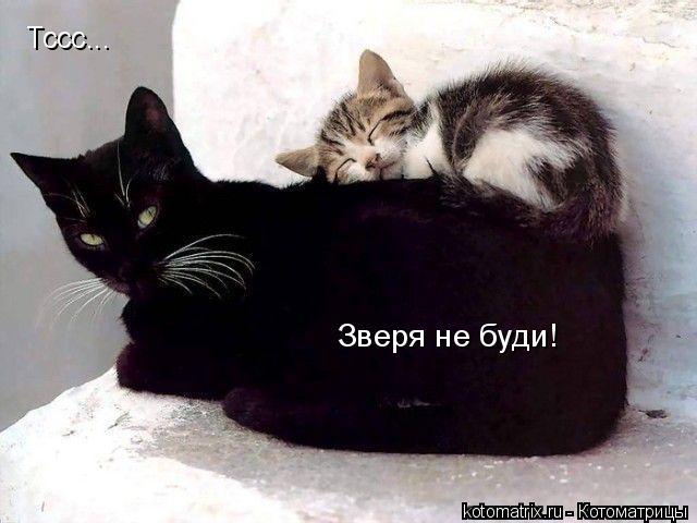 Тссс... Зверя не буди!... Котоматрица: Тссс... Зверя не буди!