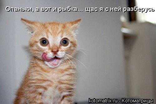 Опаньки, а вот и рыбка... щас я с ней разберусь!... Котоматрица: Опаньки, а вот и рыбка... щас я с ней разберусь!
