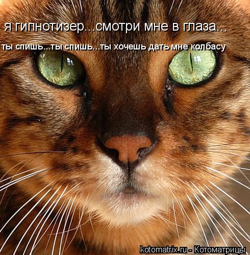 я гипнотизер...смотри мне в глаза... ты спишь...ты спишь...ты хочешь дать мне колбасу... Котоматрица: я гипнотизер...смотри мне в глаза... ты спишь...ты спишь...ты хочешь дать мне колбасу