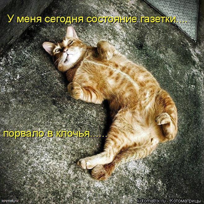 У меня сегодня состояние газетки.... порвало в клочья......... Котоматрица: У меня сегодня состояние газетки.... порвало в клочья......