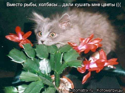 Вместо рыбы, колбасы... дали кушать мне цветы (((... Котоматрица: Вместо рыбы, колбасы... дали кушать мне цветы (((