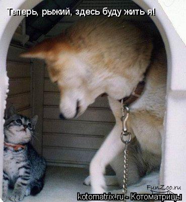 Теперь, рыжий, здесь буду жить я!... Котоматрица: Теперь, рыжий, здесь буду жить я!