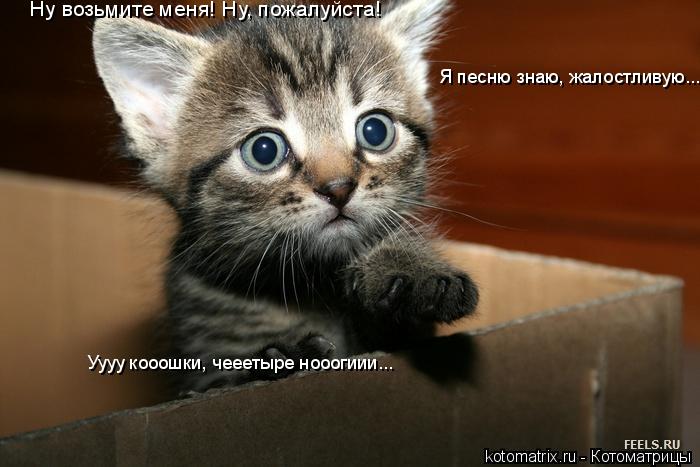 Ну возьмите меня! Ну, пожалуйста! Я песню знаю, жалостливую... Уууу кооошки, чееетыре нооогиии...... Котоматрица: Ну возьмите меня! Ну, пожалуйста! Я песню знаю, жалостливую... Уууу кооошки, чееетыре нооогиии...