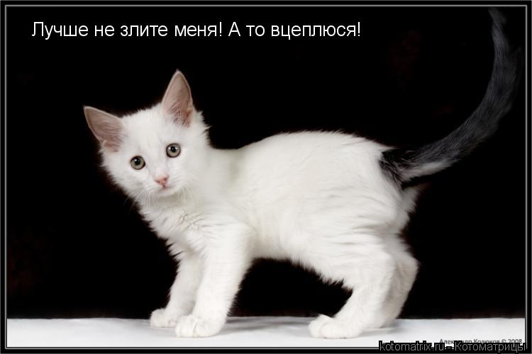 Лучше не злите меня! А то вцеплюся!... Котоматрица: Лучше не злите меня! А то вцеплюся!