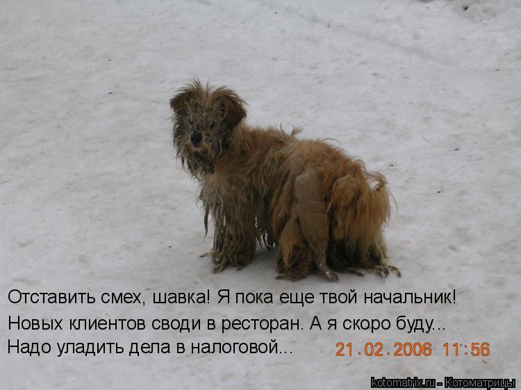 Отставить смех, шавка! Я пока еще твой начальник! Новых клиентов своди в ресторан. А я скоро буду... ... Котоматрица: Отставить смех, шавка! Я пока еще твой начальник! Новых клиентов своди в ресторан. А я скоро буду... Надо уладить дела в налоговой...