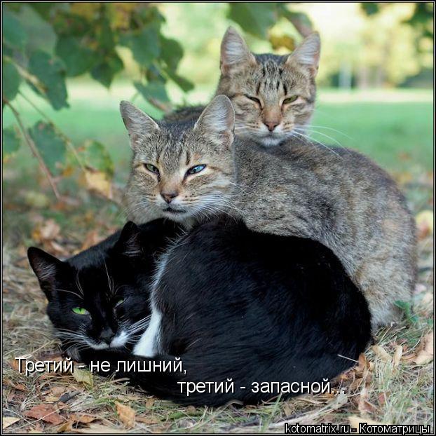 Третий - не лишний, третий - запасной...... Котоматрица: Третий - не лишний, третий - запасной...
