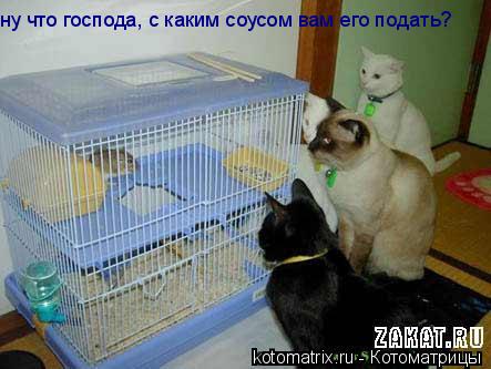 ну что господа, с каким соусом вам его подать?... Котоматрица: ну что господа, с каким соусом вам его подать?