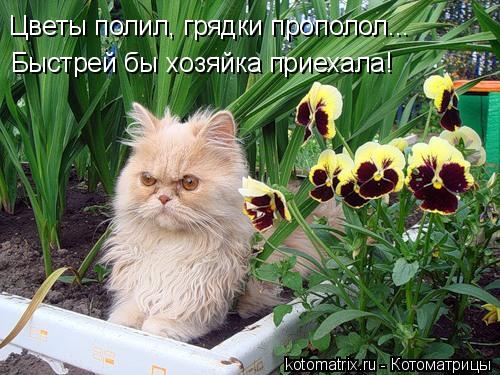 Цветы полил, грядки прополол... Быстрей бы хозяйка приехала!... Котоматрица: Цветы полил, грядки прополол... Быстрей бы хозяйка приехала!