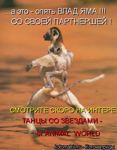...а это - опять ВЛАД ЯМА !!! СО СВОЕЙ ПАРТНЕРШЕЙ ! СМОТРИТЕ СКОРО НА ИНТЕРЕ ТАНЦЫ СО ЗВЕЗДАМИ - от ... Котоматрица: ...а это - опять ВЛАД ЯМА !!! СО СВОЕЙ ПАРТНЕРШЕЙ ! СМОТРИТЕ СКОРО НА ИНТЕРЕ ТАНЦЫ СО ЗВЕЗДАМИ - от ANIMAL WORLD