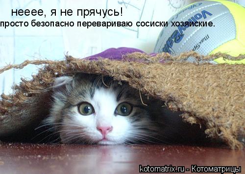 нееее, я не прячусь! просто безопасно перевариваю сосиски хозяиские.... Котоматрица: нееее, я не прячусь! просто безопасно перевариваю сосиски хозяиские.
