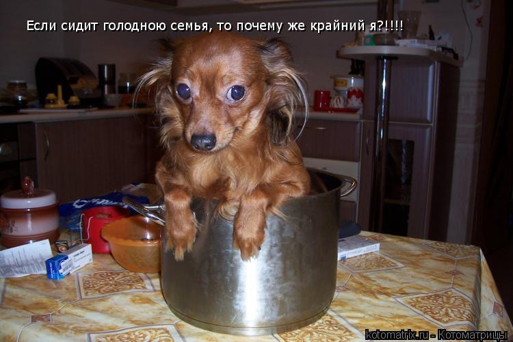 Если сидит голодною семья, то почему же крайний я?!!!!... Котоматрица: Если сидит голодною семья, то почему же крайний я?!!!!
