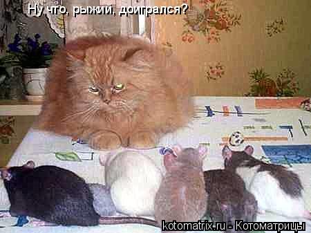 Ну что, рыжий, доигрался?... Котоматрица: Ну что, рыжий, доигрался?