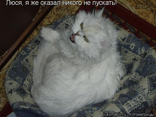 Люся, я же сказал никого не пускать!... Котоматрица: Люся, я же сказал никого не пускать!