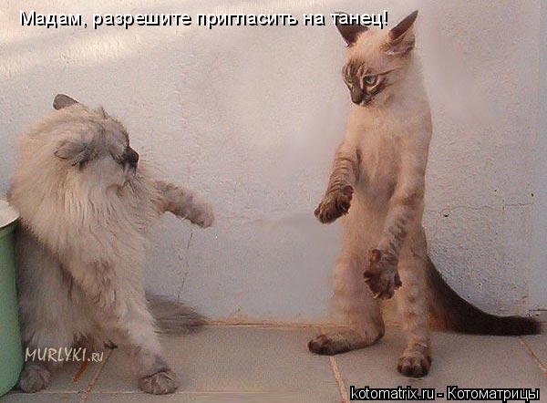 Мадам, разрешите пригласить на танец!... Котоматрица: Мадам, разрешите пригласить на танец!