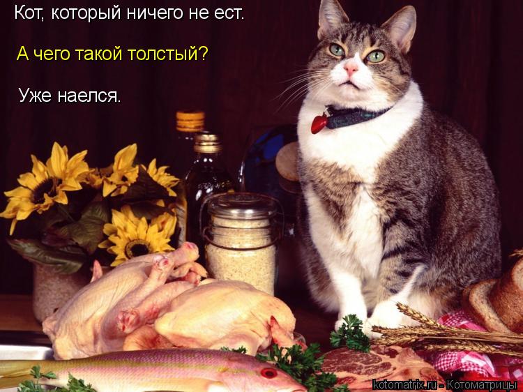 Котоматрица: Кот, который ничего не ест. А чего такой толстый? Уже наелся.