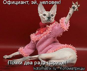 Официант, эй, человек! Почки два раза царице!... Котоматрица: Официант, эй, человек! Почки два раза царице!