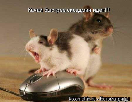 Качай быстрее,сисадмин идет!!!... Котоматрица: Качай быстрее,сисадмин идет!!!