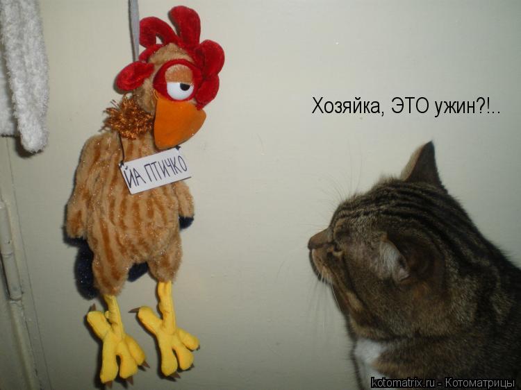 Хозяйка, ЭТО ужин?!..... Котоматрица: Хозяйка, ЭТО ужин?!..