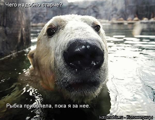 Чего надобно старче? Рыбка приболела, пока я за нее.... Котоматрица: Чего надобно старче? Рыбка приболела, пока я за нее.