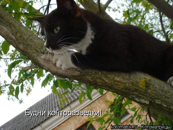 Будни контрразведки!... Котоматрица: Будни контрразведки!