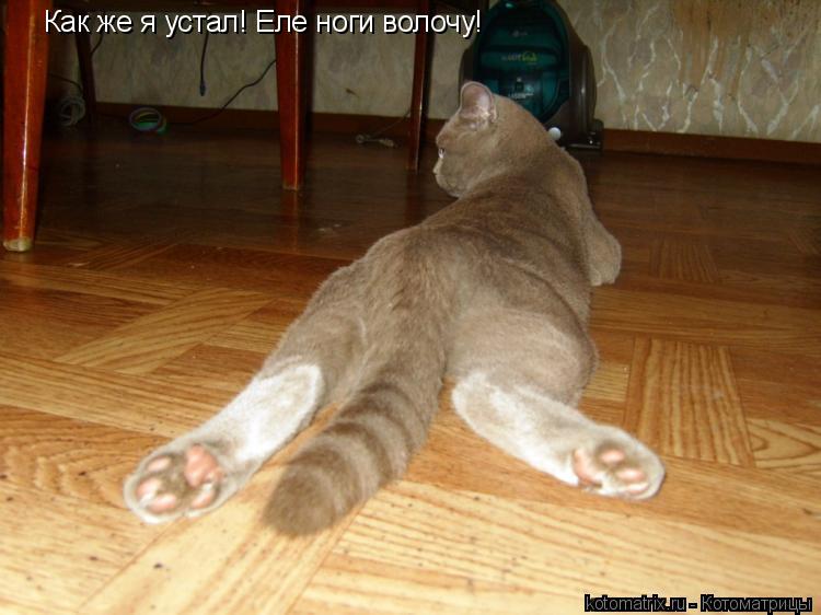 Как же я устал! Еле ноги волочу!... Котоматрица: Как же я устал! Еле ноги волочу!