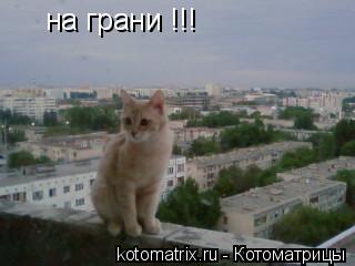 на грани !!!... Котоматрица: на грани !!!