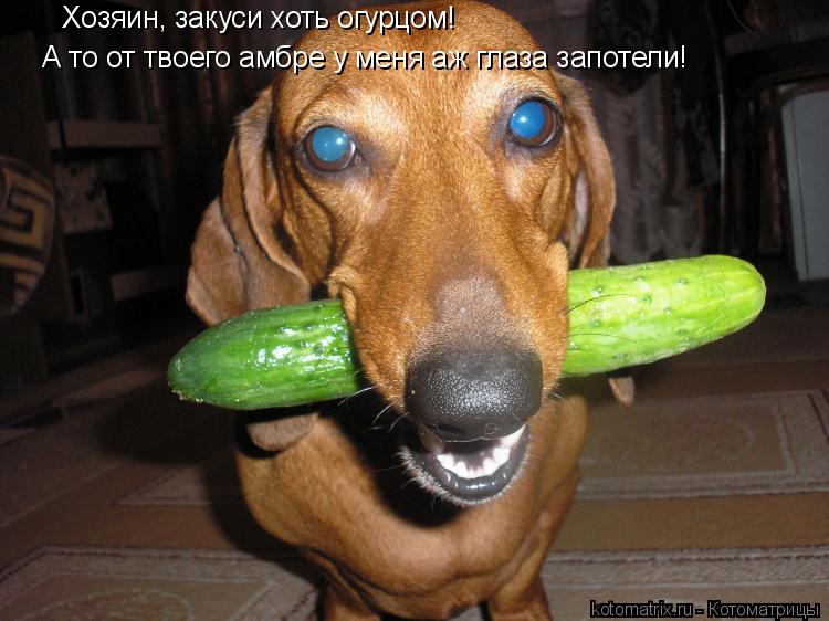 Хозяин, закуси хоть огурцом! А то от твоего амбре у меня аж глаза запотели!... Котоматрица: Хозяин, закуси хоть огурцом! А то от твоего амбре у меня аж глаза запотели!