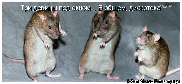 Три девицы под окном... В общем, дискотека.... Котоматрица: Три девицы под окном... В общем, дискотека.