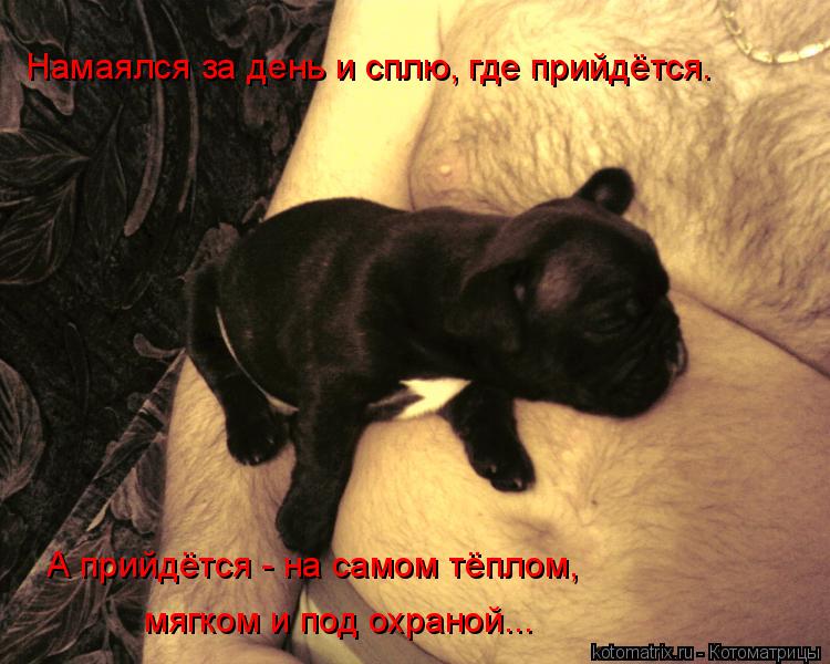 Намаялся за день и сплю, где прийдётся. А прийдётся - на самом тёплом, мягком и под охраной...... Котоматрица: Намаялся за день и сплю, где прийдётся. А прийдётся - на самом тёплом, мягком и под охраной...