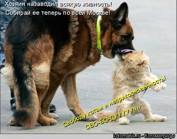 Хозяин назаводил всякую живность! Собирай ее теперь по всей Москве! Свободу котам и неприкосновенност... Котоматрица: Хозяин назаводил всякую живность! Собирай ее теперь по всей Москве! Свободу котам и неприкосновенность! СВО-БО-ДУУУУУ!!!!