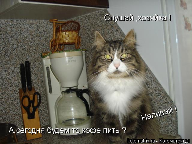 Слушай ,хозяйка ! А.сегодня будем то кофе пить ? Наливай !... Котоматрица: Слушай ,хозяйка ! А.сегодня будем то кофе пить ? Наливай !