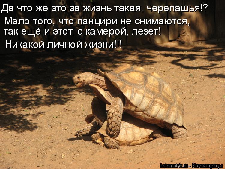Да что же это за жизнь такая, черепашья!? так ещё и этот, с камерой, лезет! Никакой личной жизни!!! М... Котоматрица: Да что же это за жизнь такая, черепашья!? так ещё и этот, с камерой, лезет! Никакой личной жизни!!! Мало того, что панцири не снимаются,