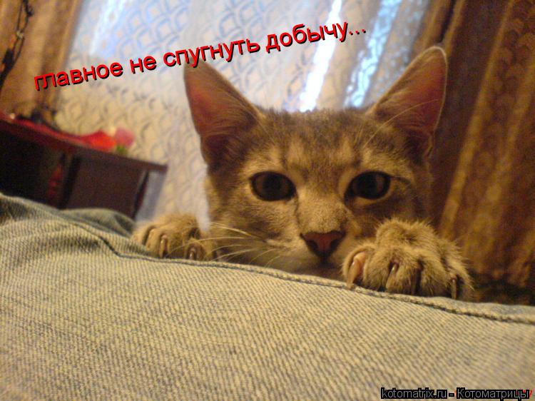 главное не спугнуть добычу...... Котоматрица: главное не спугнуть добычу...